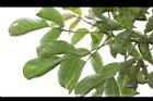 茄苳-葉序09.JPG