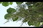 茄苳-雄花序00.JPG