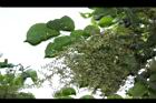 茄苳-雄花序03.JPG