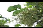 茄苳-雄花序04.JPG