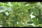 茄苳-雄花序10.JPG