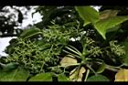 茄苳-雌花序00.JPG