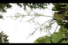 茄苳-雌花序02.JPG
