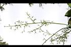茄苳-雌花序03.JPG