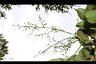 茄苳-雌花序04.JPG