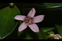 濱排草-花04.JPG