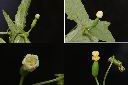 茅瓜-雌花1.jpg