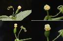 茅瓜-雌花2.jpg