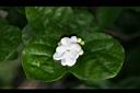 茉莉花-花04.jpg