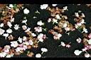 茉莉花-落花01.jpg