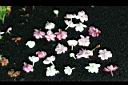 茉莉花-落花02.jpg