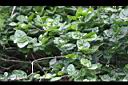 茉莉花07.jpg