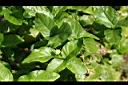 茉莉花09.jpg