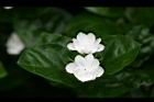 茉莉花-花01.jpg