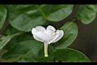 茉莉花-花10.jpg