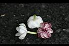 茉莉花-花11.jpg