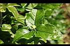 茉莉花-花苞02.jpg