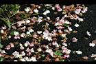 茉莉花-落花00.jpg