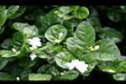 茉莉花08.jpg