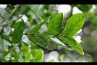 茉莉花11.jpg