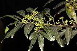 茜草樹-實14.JPG