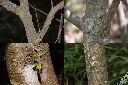 茜草樹-莖1.jpg