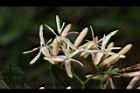 茜草樹-花07.JPG