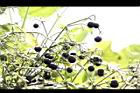 紅藤仔草-實06.jpg