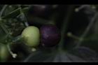 紅藤仔草-實17.JPG