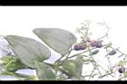 紅藤仔草06.JPG