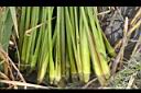 茭白-筍狀莖16.JPG
