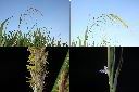 茭白-花.jpg