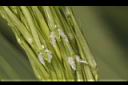 茭白-雌花01.JPG
