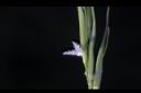 茭白-雌花02.JPG