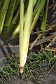 茭白-筍狀莖05.JPG