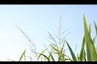 茭白-花序06.JPG