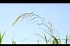 茭白-花序09.JPG