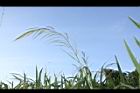 茭白-花序12.JPG
