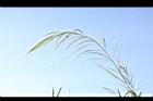茭白-花序16.JPG