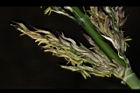 茭白-花序40.JPG