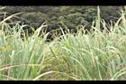 茭白-葉04.JPG