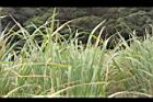 茭白-葉06.JPG