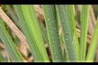 茭白-葉緣01.JPG