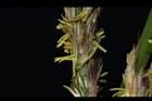 茭白-雄花03.JPG