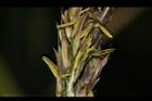 茭白-雄花06.JPG