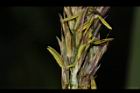 茭白-雄花08.JPG