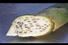 茭白-黑穗菌03.JPG