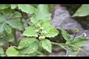 茯苓菜-花序0.jpg