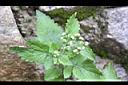 茯苓菜-花序2.jpg