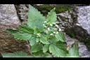 茯苓菜-花序4.jpg